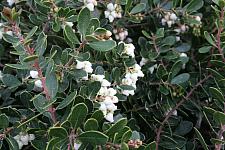 ARCTOSTAPHYLOS densiflora 'Emerald Carpet', Sonoma Manzanita, Vine Hill Manzanita