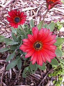 ARCTOTIS hybrid 'Sunset', African Daisy