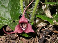 ASARUM caudatum, Wild ginger