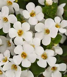 SUTERA cordata 'Big Falls White 24', Bacopa Big Falls Series