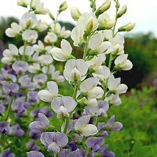 BAPTISIA 'Lunar Eclipse' (Prairieblue Series), False or Wild Indigo