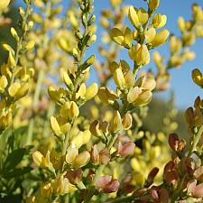 BAPTISIA 'Solar Flare' (Prairieblue Series), False or Wild Indigo