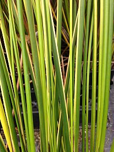 BAUMEA rubiginosa 'Variegata', Variegated Rush, Golden Sword