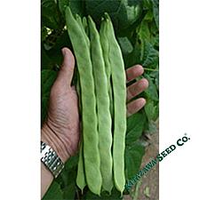 BEAN 'Qing Bian' Pole Romano, Pole Bean