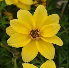 BIDENS ferulifolia 'Namid Compact Yellow' (syn. 'Klebf21342'), Bidens Namid Series