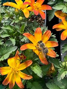 BIDENS ferulifolia 'Taka Tuka Red Glow', Bidens