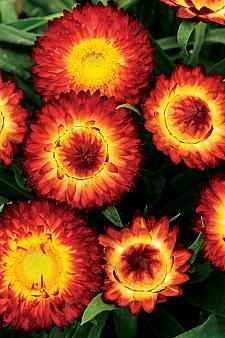 BRACTEANTHA hybrid 'Cottage Bronze' (='Wesbracobron'), Everlasting Flower, Strawflower