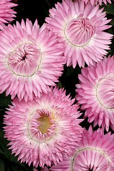 BRACTEANTHA hybrid 'Cottage Pink' (='Wesbracopi'), Everlasting Flower, Strawflower