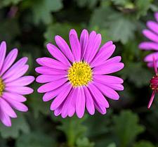 BRACHYSCOME angustifolia Fresco 'Candy', Swan River Daisy