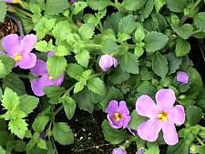 SUTERA cordata 'Scopia Gulliver Blue', Bacopa