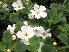 SUTERA cordata 'Scopia Gulliver White', Bacopa