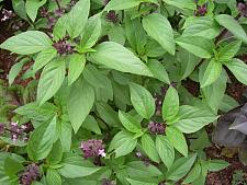 BASIL 'Sweet Thai', Organic Basil