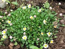 BELLIUM minutum, Miniature Mat Daisy