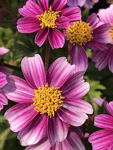 BIDENS ferulifolia 'Pretty in Pink', Bidens