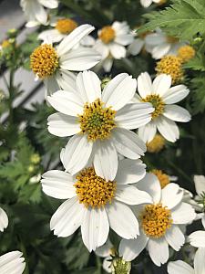 BIDENS ferulifolia 'White Delight', Bidens