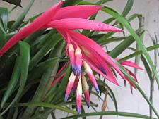 BILLBERGIA nutans, Queen's Tears