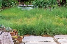 BOUTELOUA gracilis, Blue Grama Grass, Mosquito Grass