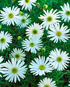 BRACHYSCOME hybrid Surdaisy 'White', Swan River Daisy