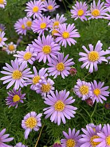 BRACHYSCOME multifida 'Blue', Swan River Daisy