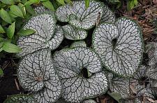 BRUNNERA macrophylla 'Sea Heart', Siberian Bugloss, Forget-Me-Not, Alkanet