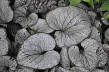 BRUNNERA macrophylla 'Silver Heart', Siberian Bugloss, Forget-Me-Not, Alkanet