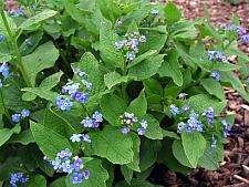 BRUNNERA macrophylla, Siberian Bugloss, Forget-Me-Not, Alkanet