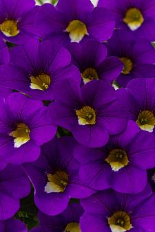 CALIBRACHOA hybrid 'Calitastic Violaceous', Calitastic Series Calibrachoa, Mini Petunia