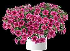 CALIBRACHOA Colibri 'Cherry Lace', Colibri Series Calibrachoa