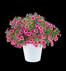 CALIBRACHOA 'Eyeconic Pink', Million Bells