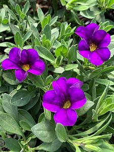 CALIBRACHOA MiniFamous Neo 'Blue' (syn 'Kleca12236'), MiniFamous Series Calibrachoa