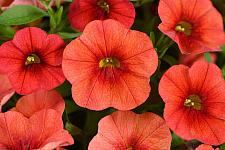 CALIBRACHOA Colibri 'Tangerine', Colibri Series Calibrachoa