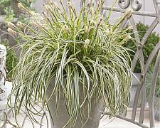 CAREX 'Feather Falls' (='ET CRX01', C. hybrida 'Feather Falls'), Variegated Japanese Sedge