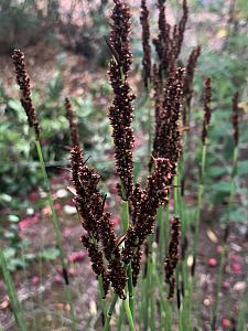 CHONDROPETALUM tectorum, Small Cape Rush, Thatch Reed