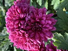 CHRYSANTHEMUM Pot 'Splash Energy', Mum, Pot Chrysanthemum