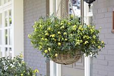 CLEMATIS 'Little Lemons' (= 'Z014100'), Golden Clematis, Lemon Peel Clematis, Old Man's Beard