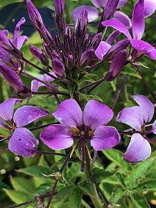 CLEOME 'Clio Magenta', Spider Flower