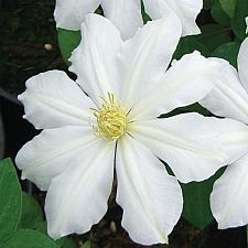 CLEMATIS 'Toki', Clematis: Early Large-flowered type