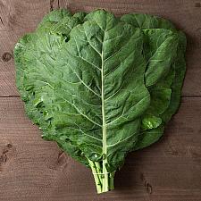 COLLARD 'Champion', Organic Collard