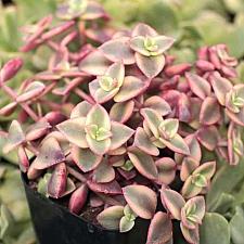 CRASSULA pellucida subsp. marginalis 'Variegata' (syn. C. marginata 'Variegata'), Calico Kitten