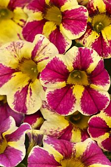 CALIBRACHOA hybrid Candy Shop 'Candy Bouquet', Candy Shop Calibrachoa