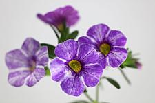 CALIBRACHOA hybrid 'Skywalker', Calibrachoa