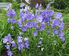 CAMPANULA persicifolia, Peach-Leafed Bluebell