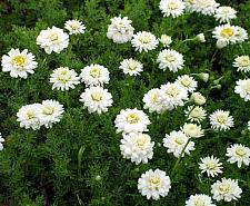 CHAMAEMELUM nobile 'Flore Pleno', Double-flowered Chamomile