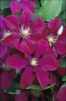 CLEMATIS 'Niobe', Clematis: Early Large-flowered type