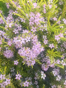 COLEONEMA pulchrum 'Golden Sunset', Breath of Heaven, Diosma