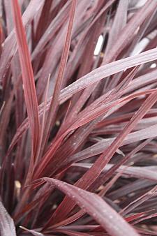 CORDYLINE 'Design-a-Line Burgundy', Torbay, Cabbage or Cornish Palm