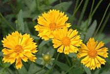 COREOPSIS 'Jethro Tull', Fluted Tickseed