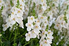 DIASCIA barberae 'Trinity Grace', Twinspur