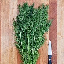 DILL 'Greensleeves', Organic Dill