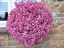 DIASCIA hybrid Little Dancer ('Pendan'), Twinspur